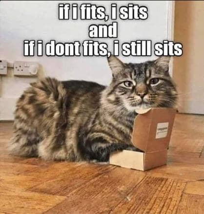 meme kucing duduk di tempat random