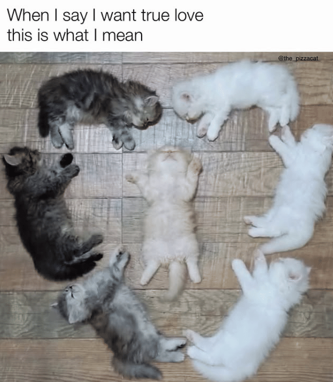 meme kucing tentang cinta