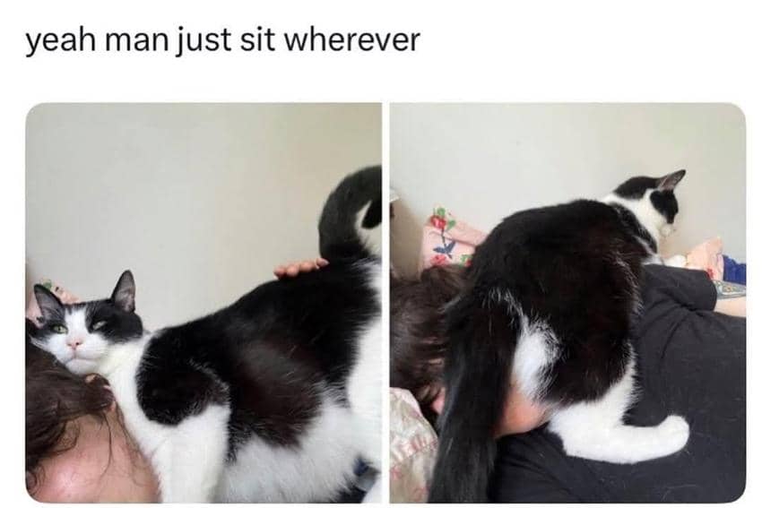 8 Meme Kucing Duduk di Tempat Random, Muka Babu Jadi Korban