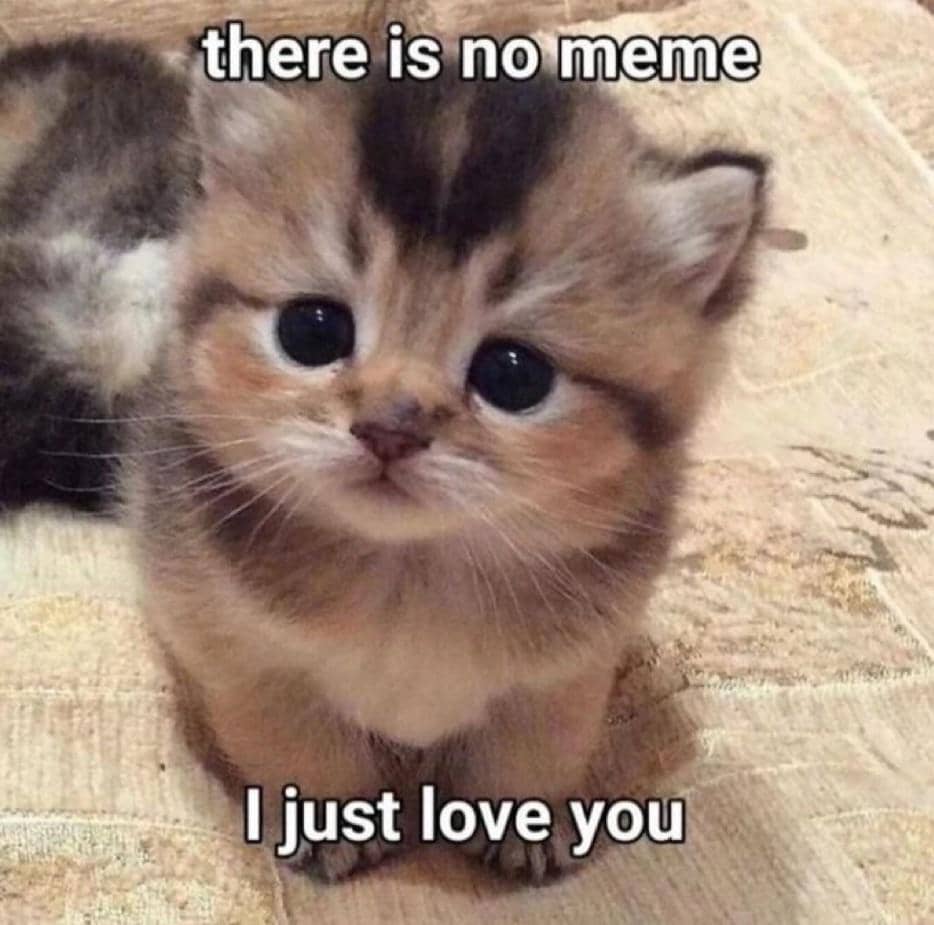 meme kucing tentang cinta