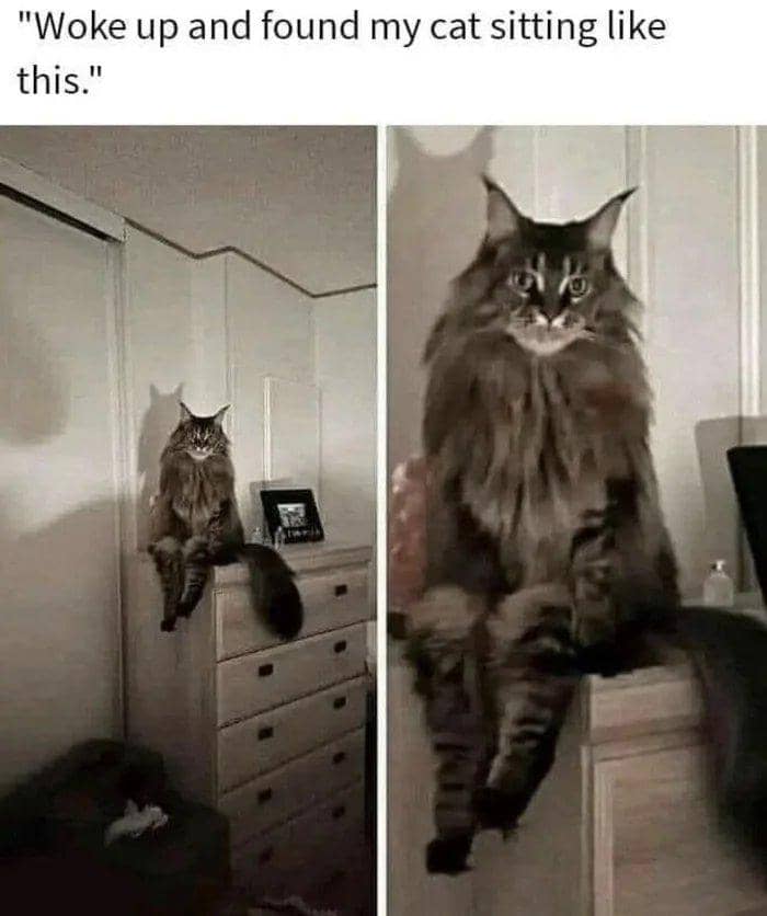 meme kucing duduk di tempat random