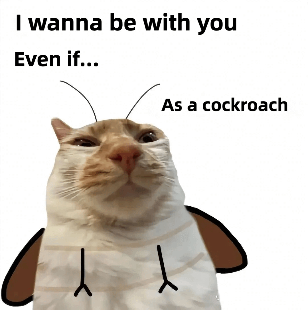 meme kucing tentang cinta