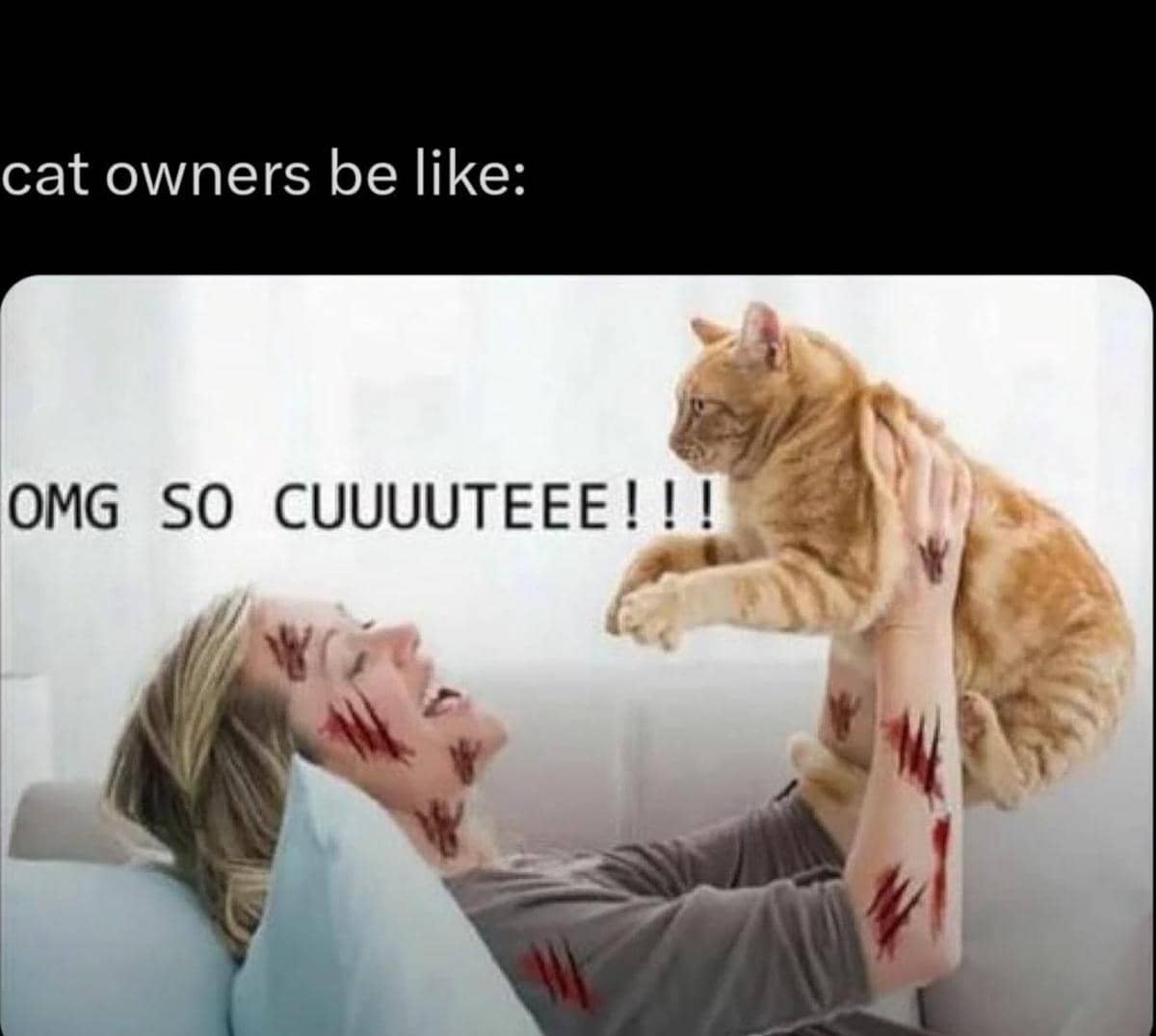 meme kucing tentang cinta