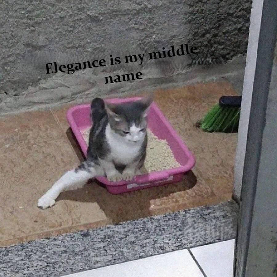 meme kucing duduk di tempat random