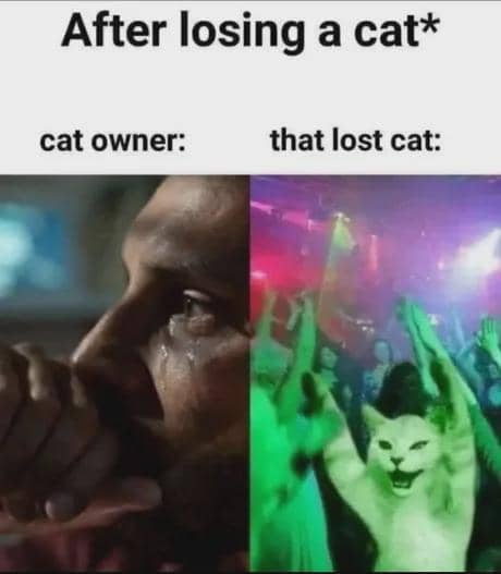 meme kucing tentang cinta