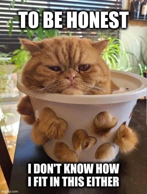 meme kucing duduk di tempat random