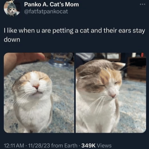 meme kucing tentang cinta