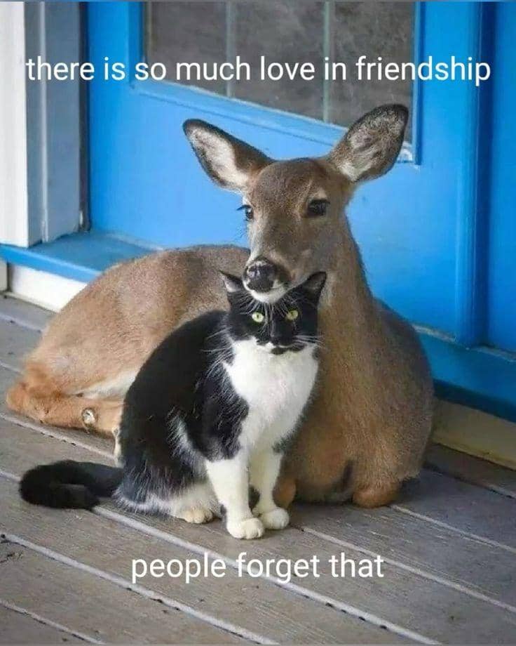 meme kucing tentang cinta