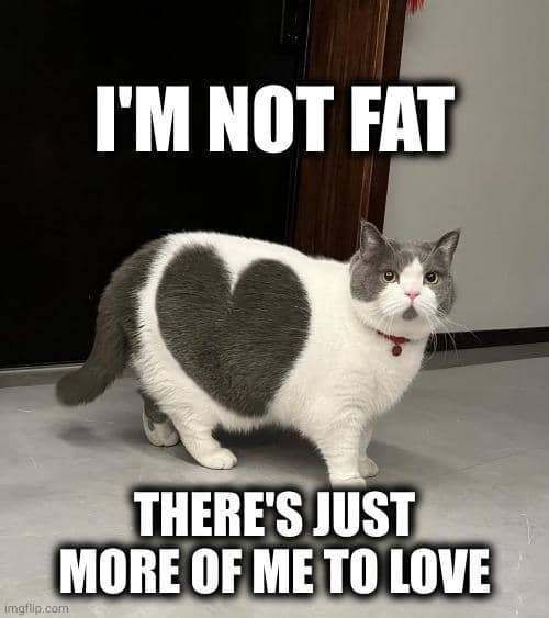 meme kucing tentang cinta