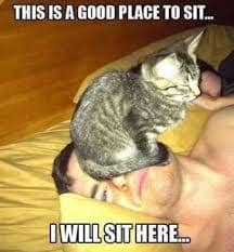 meme kucing duduk di tempat random