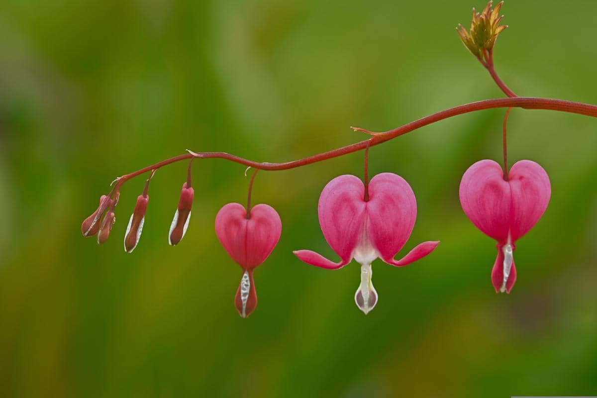 5 Fakta Bleeding Heart, Bunga yang Bentuknya Mirip Hati Menangis