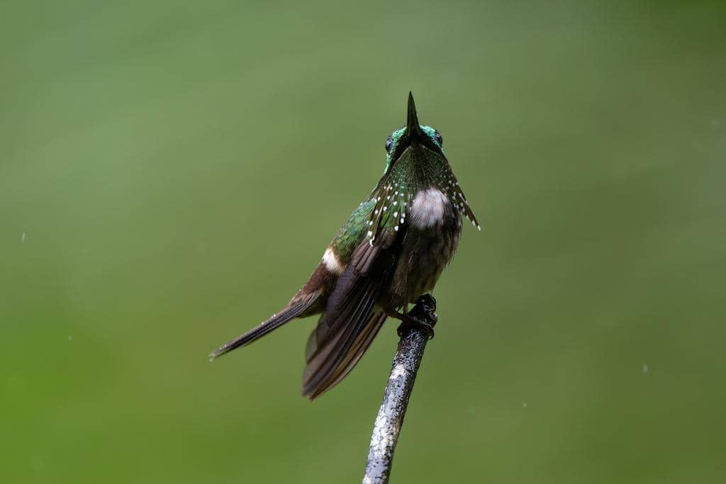 Burung Lophornis chalybeus