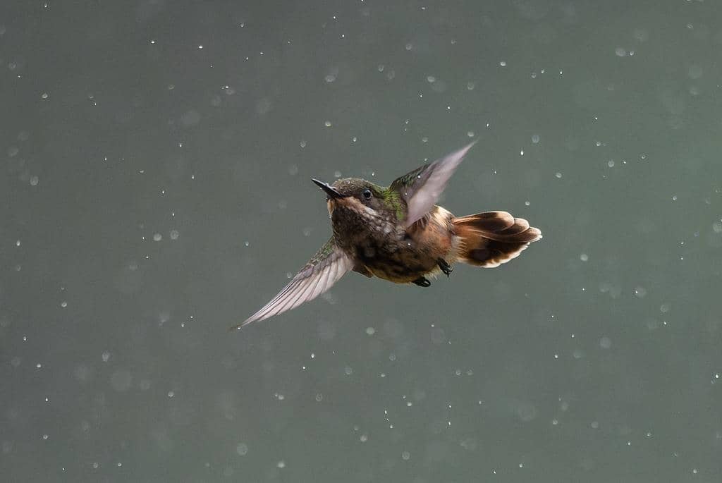 Burung Lophornis chalybeus