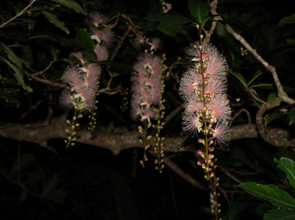 Tanaman Barringtonia racemosa
