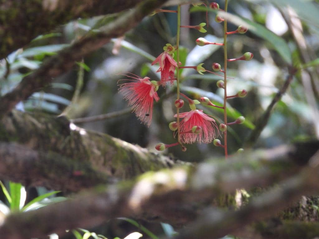 Tanaman Barringtonia racemosa