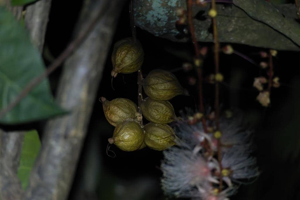 Buah Tanaman Barringtonia racemosa