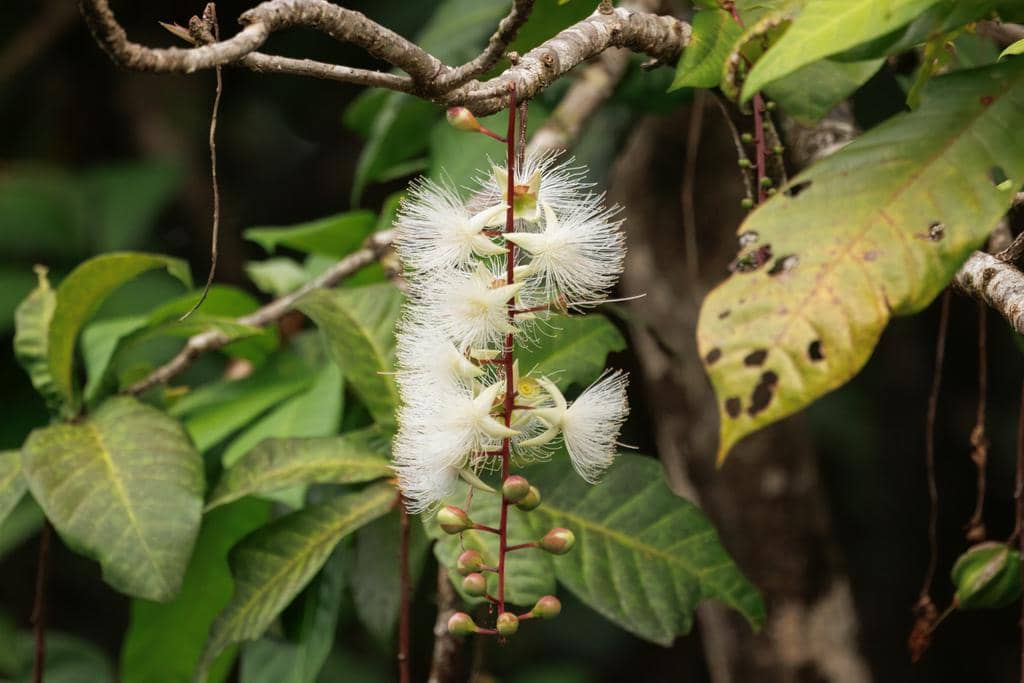 Tanaman Barringtonia racemosa