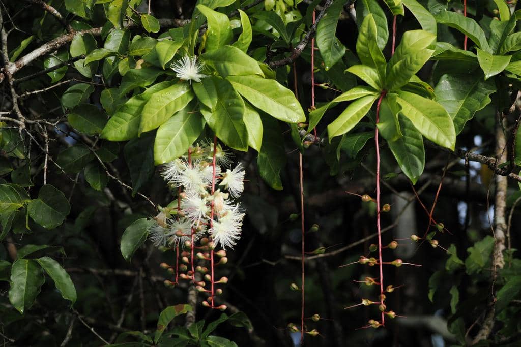 Tanaman Barringtonia racemosa