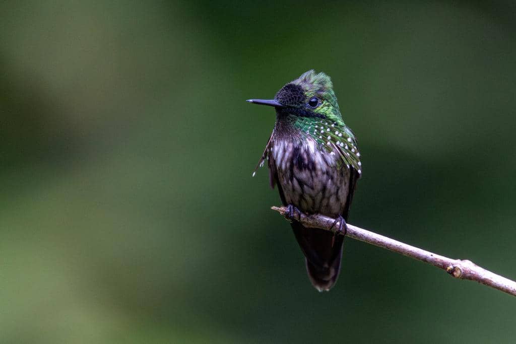 Burung Lophornis chalybeus