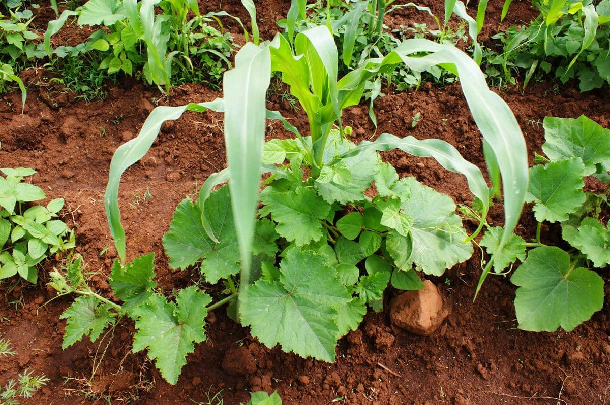 ilustrasi milpa