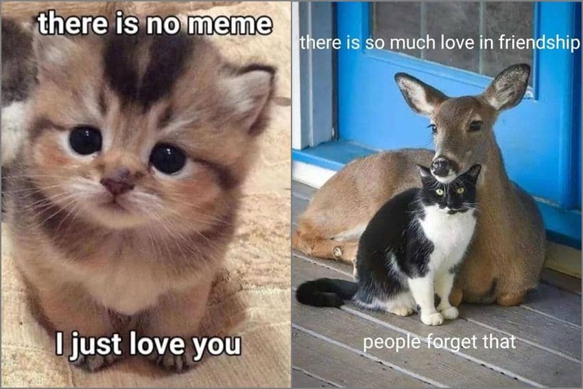 8 Meme Kucing tentang Cinta, kok Gemas-Gemas Semua?