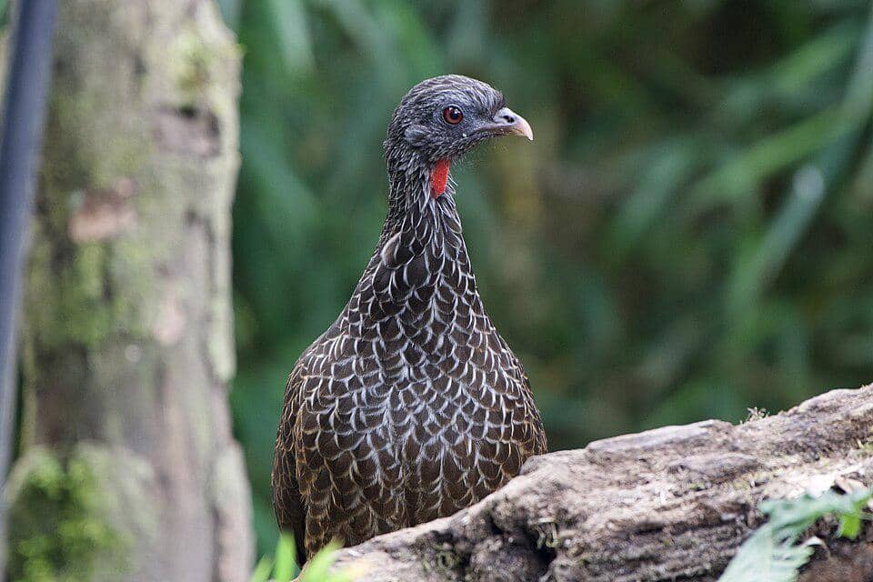 5 Fakta Menarik Andean Guan, Burung Hutan Awan dengan Suara Bergema
