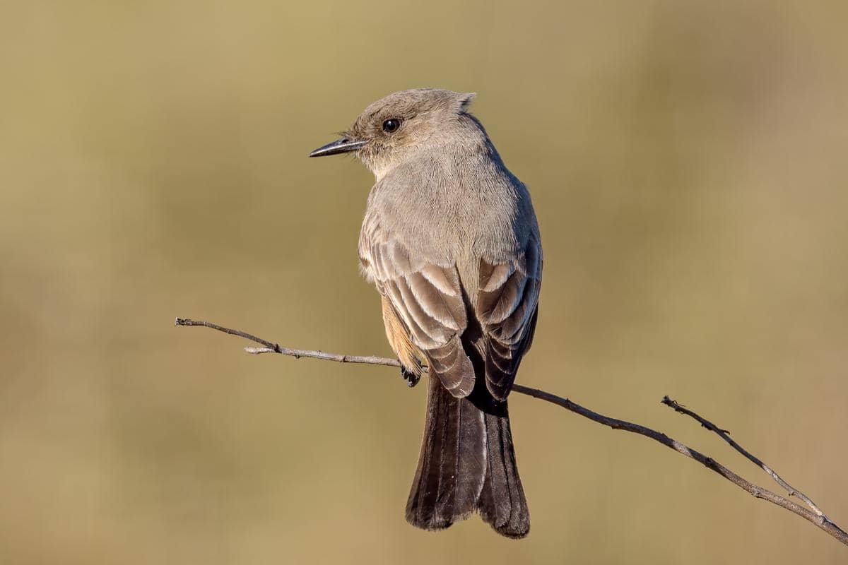 5 Fakta Say's Phoebe, Penghuni Habitat Kering yang Jauh dari Sumber Air