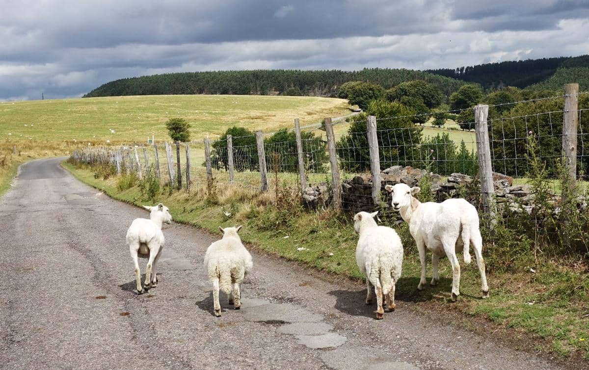 kawanan domba menjadi pemandangan yang umum di Wales