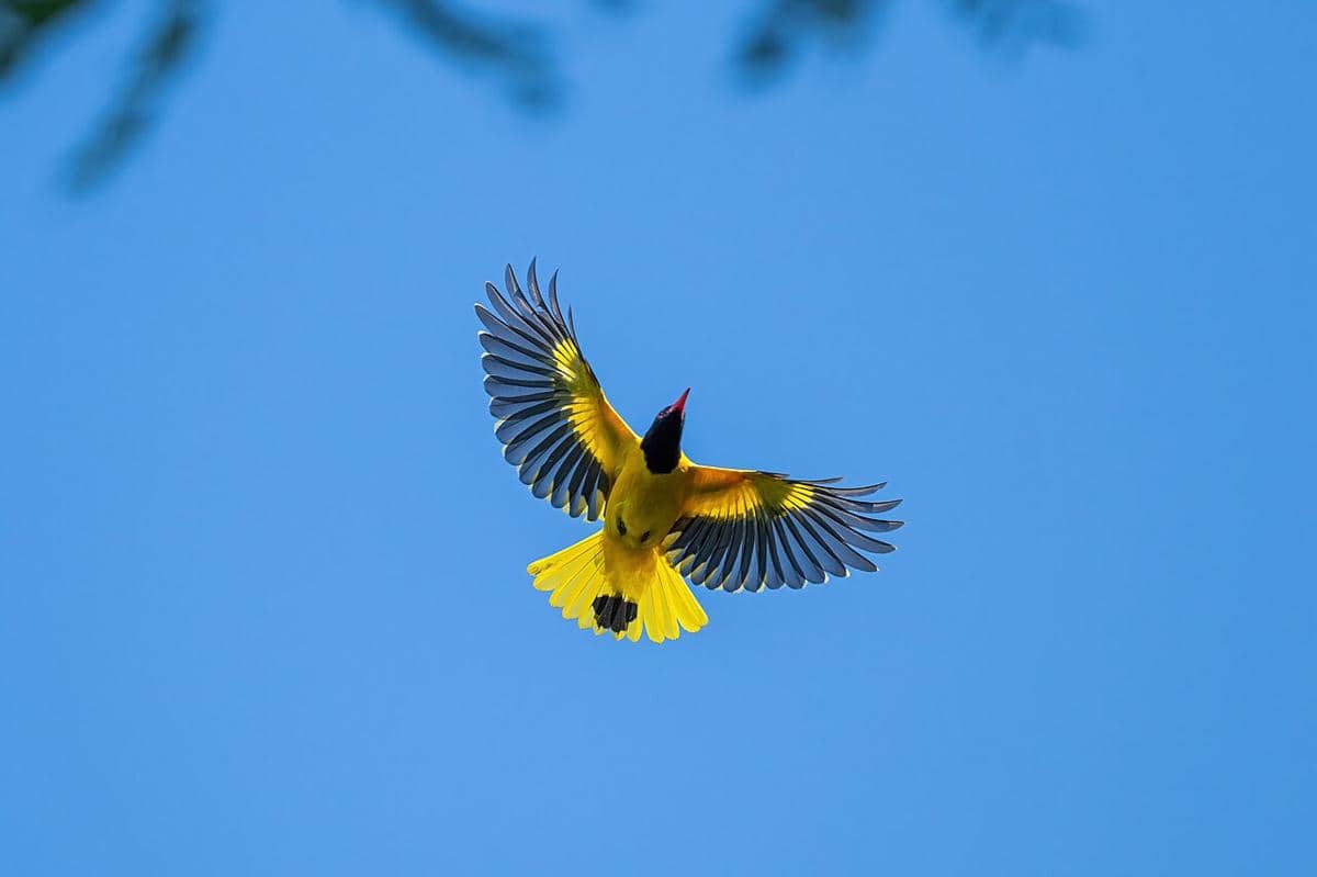 Hooded Oriole