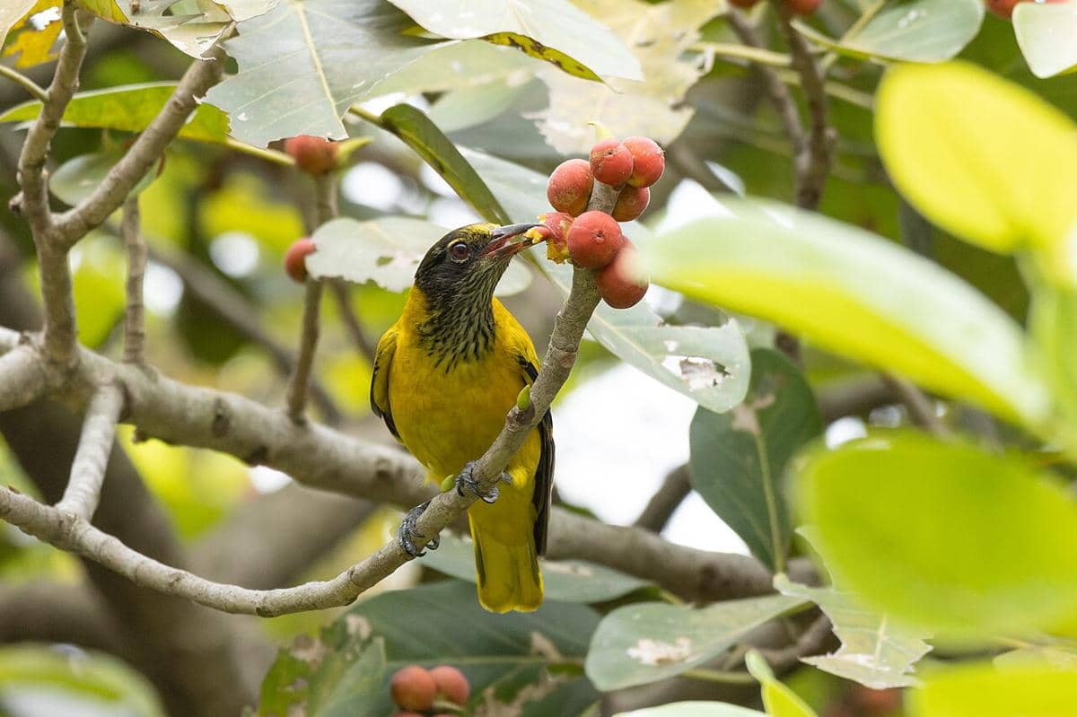 Hooded Oriole