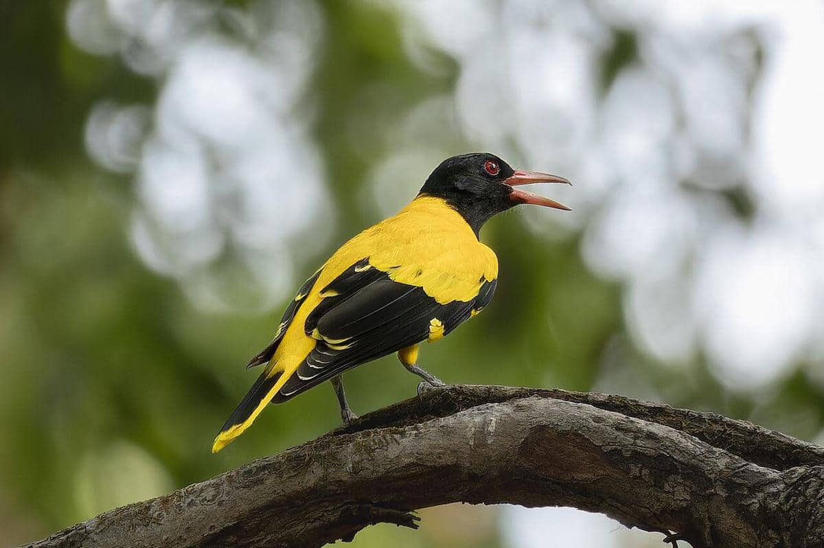 Hooded Oriole