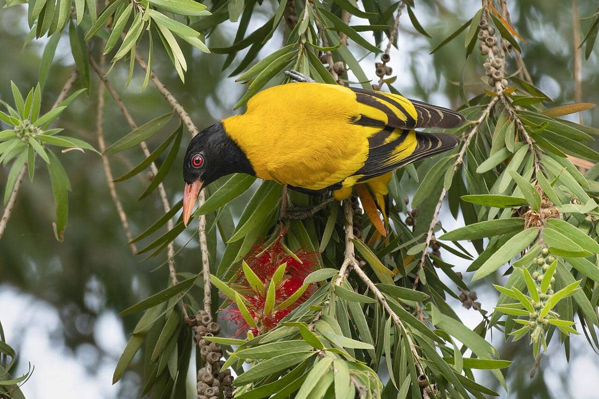 Hooded Oriole