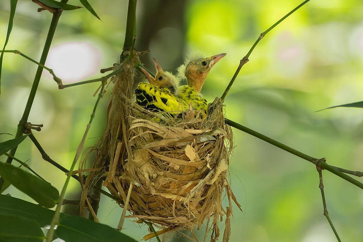 Sarang Hooded Oriole