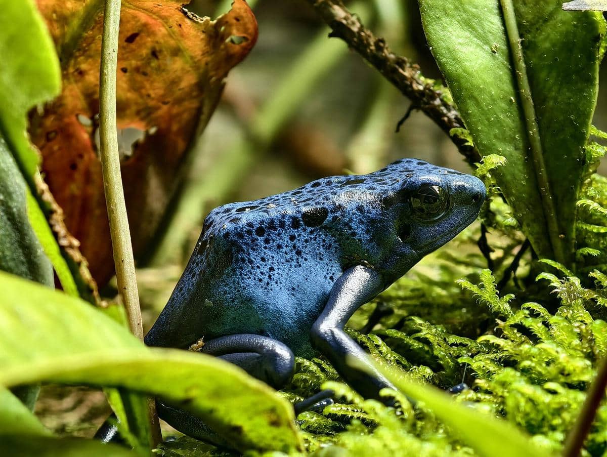 Katak Panah Beracun