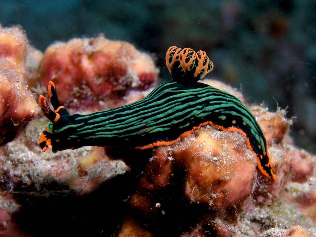 Siput Laut