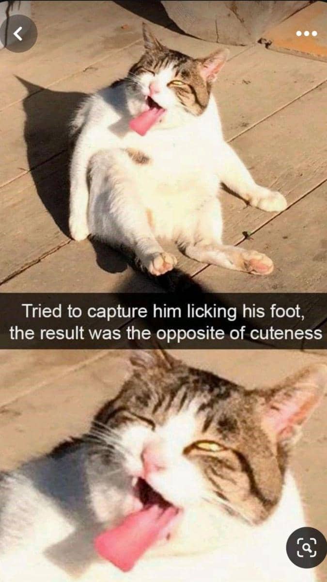 meme kucing jilat-jilat