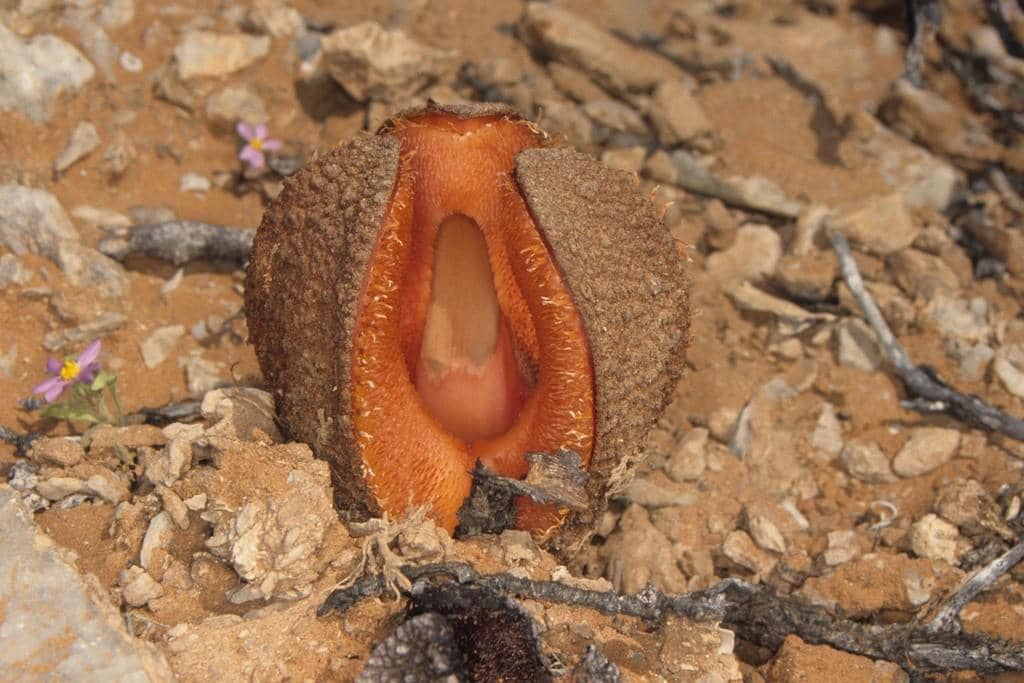 Hydnora Africana