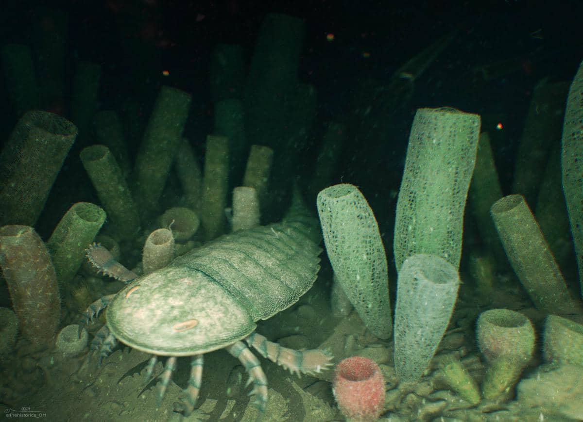 sebagian besar glass sponge hidup di dasar laut yang gelap dan dingin