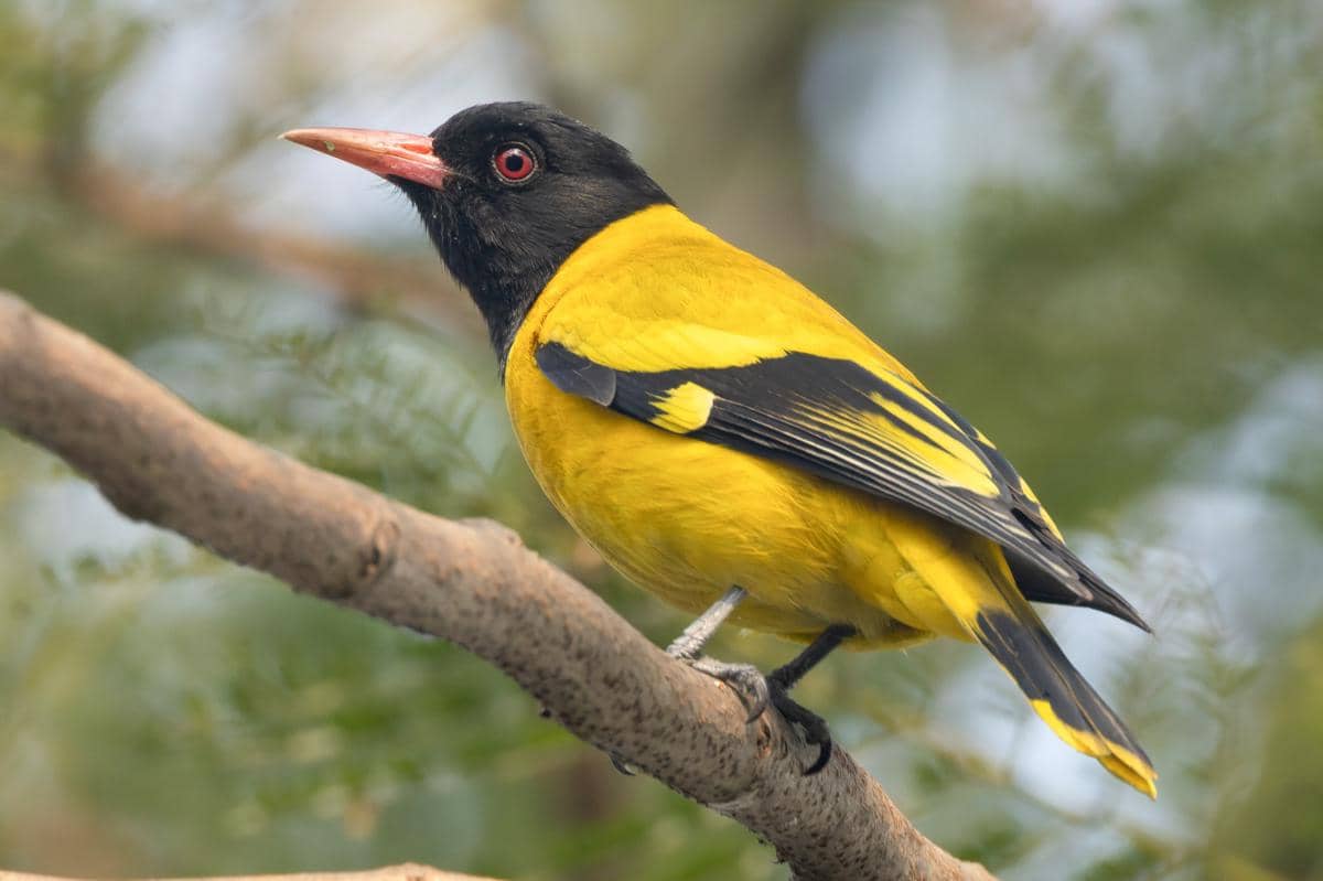 5 Fakta Hooded Oriole, Burung yang Punya Kicauan Mirip Suara Tangisan