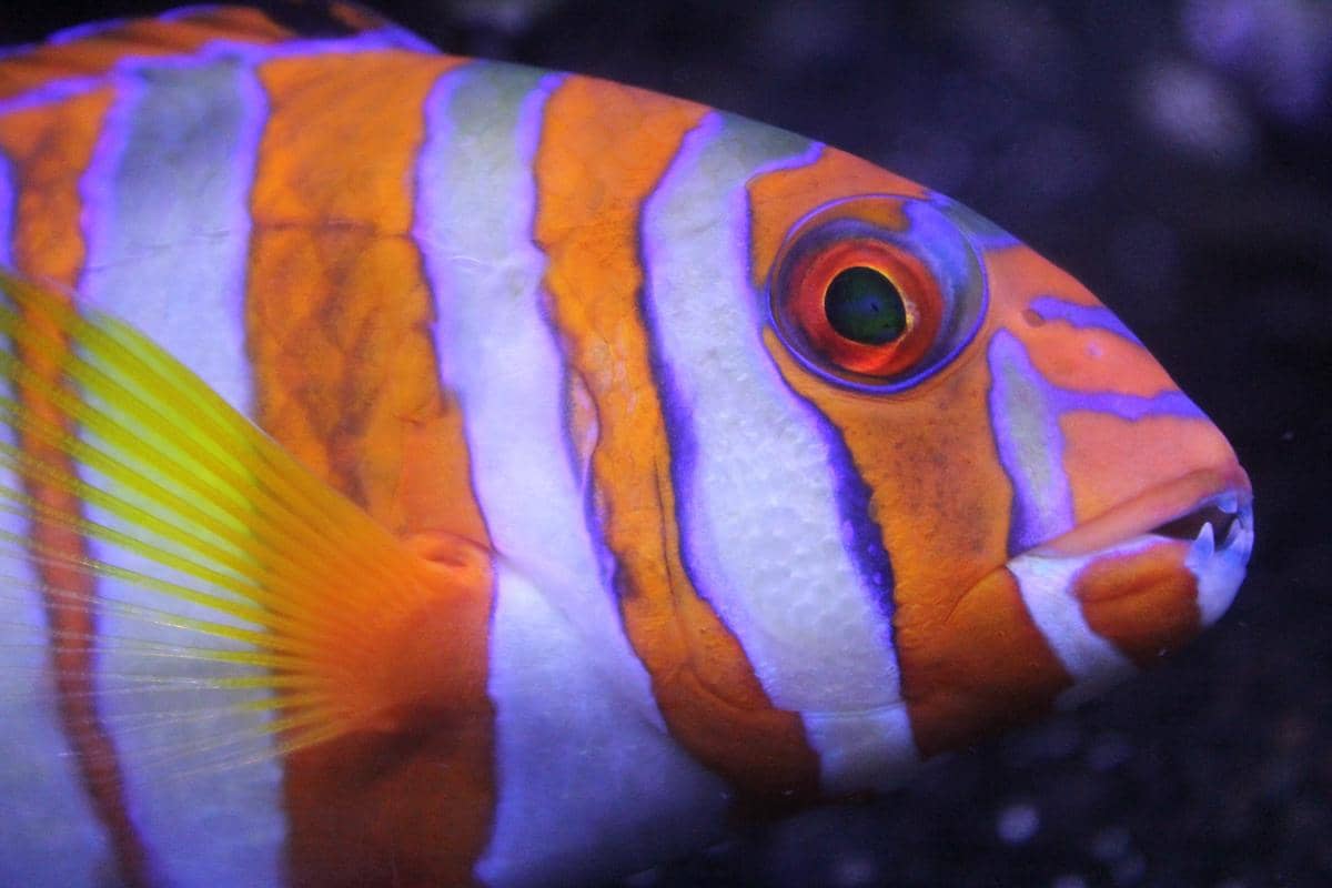 rahang Harlequin Tuskfish mampu menghancurkan cangkang mangsa yang keras