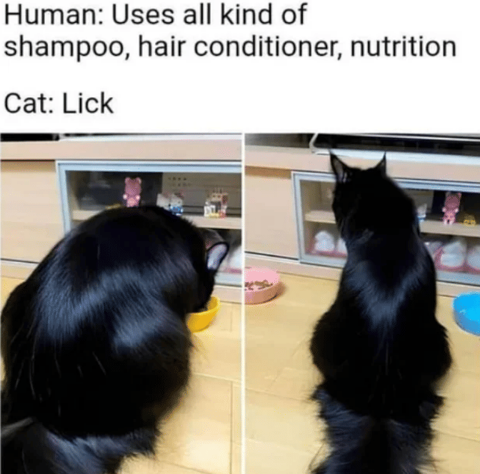 meme kucing jilat-jilat