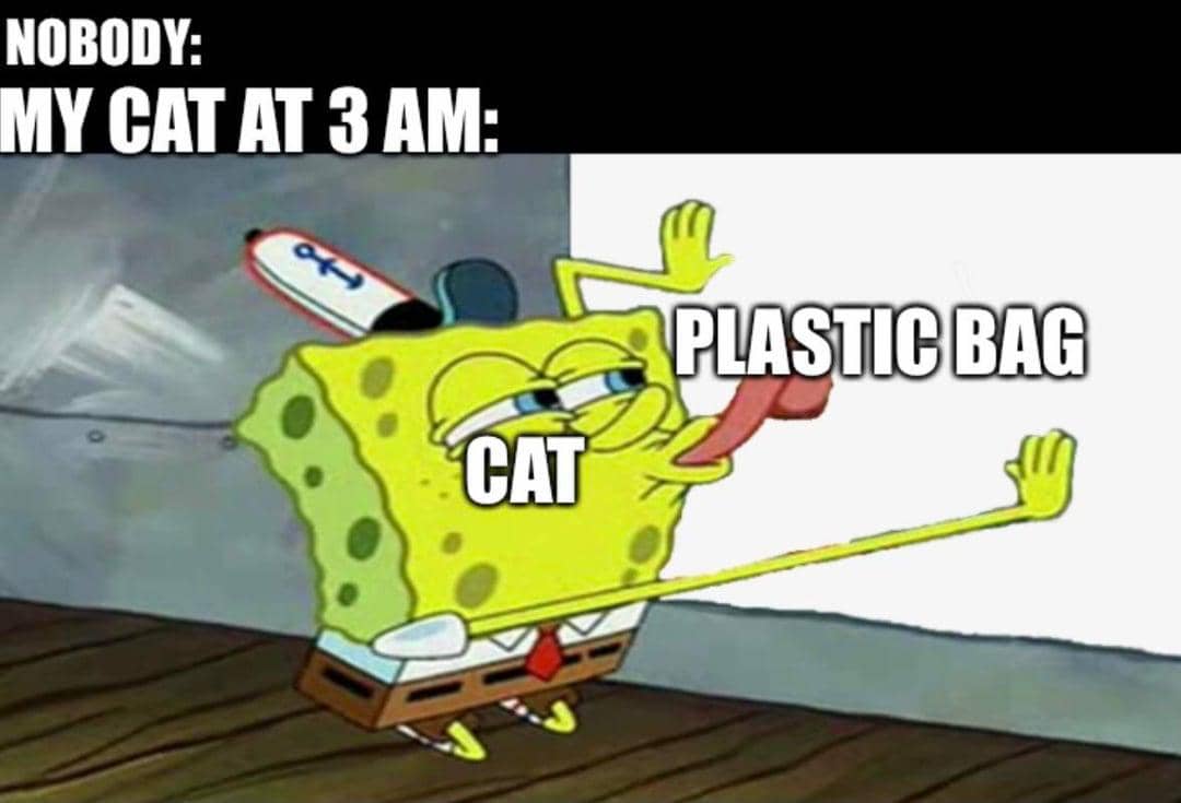 meme kucing jilat-jilat