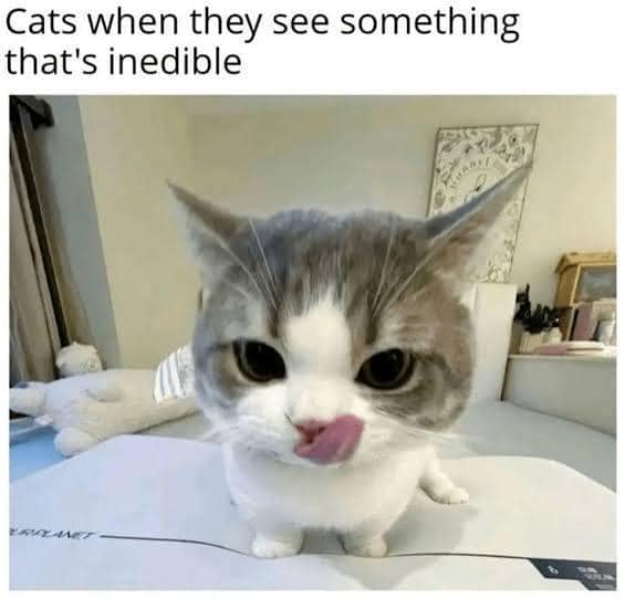 meme kucing jilat-jilat