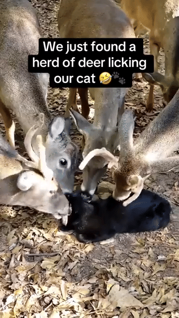 meme kucing jilat-jilat