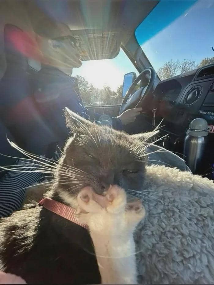 meme kucing jilat-jilat