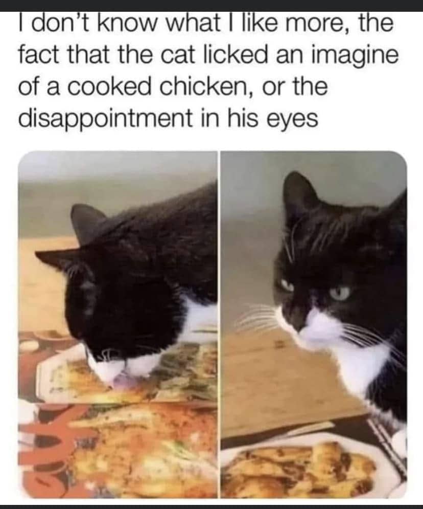 meme kucing jilat-jilat