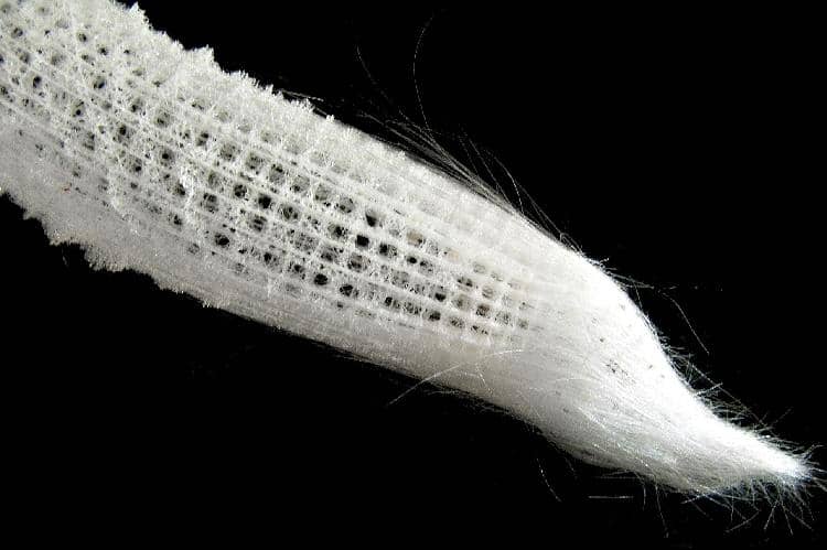 kerangka glass sponge tersusun dari spikula berbahan silika yang membentuk pola rumit