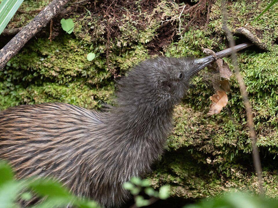 Burung kiwi coklat selatan sedang mencari makan di antara lumut dan dedaunan hutan dengan paruh panjangnya yang khas.