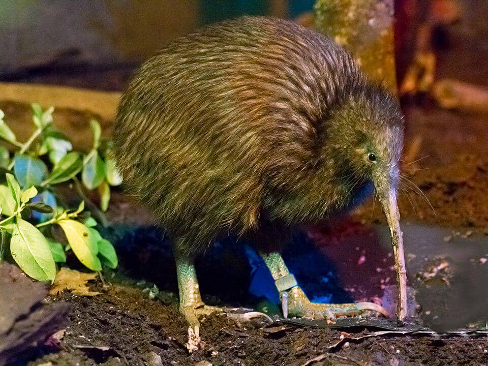 Burung kiwi pulau utara dari Selandia Baru dengan bulu cokelat tebal sedang mencari makan di tanah lembap di antara dedaunan hijau.