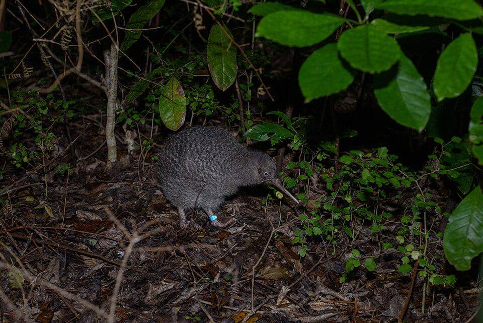 Burung kiwi berbintik kecil atau Apteryx owenii berjalan di lantai hutan yang dipenuhi dedaunan dan ranting pada malam hari.